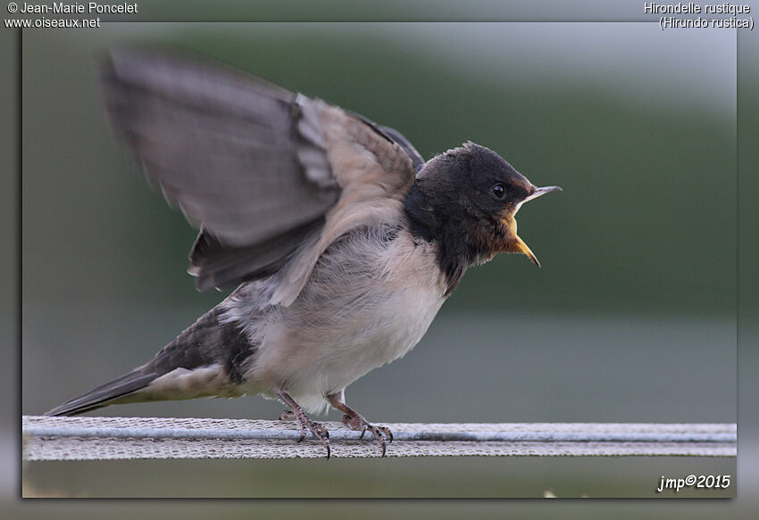 Barn Swallow