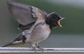 Barn Swallow