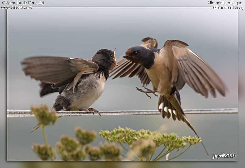 Barn Swallow