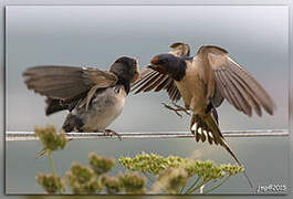 Barn Swallow