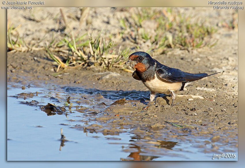 Hirondelle rustique