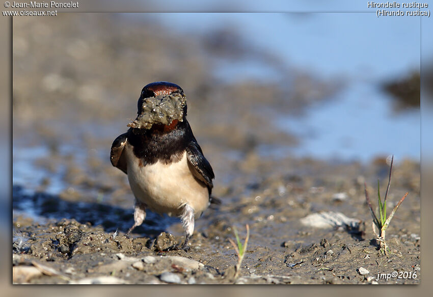 Barn Swallow