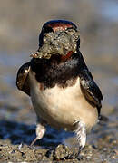 Barn Swallow