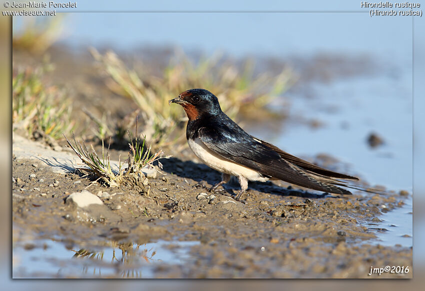 Hirondelle rustique