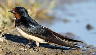 Barn Swallow