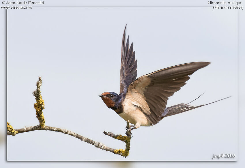 Barn Swallow