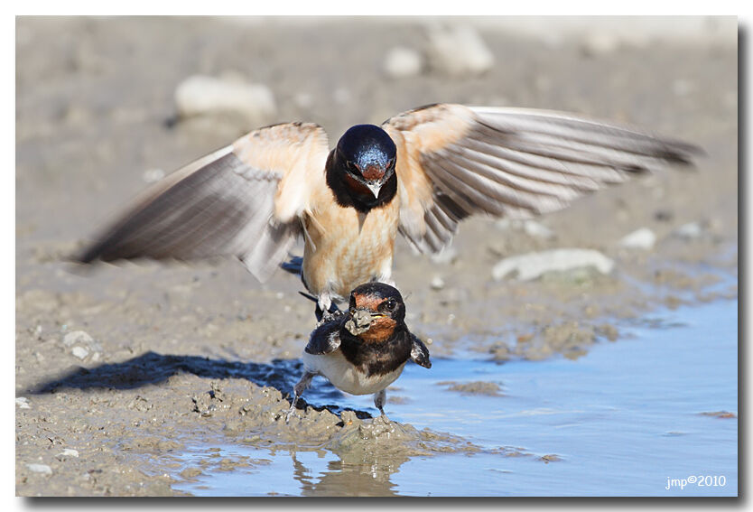 Barn Swallow