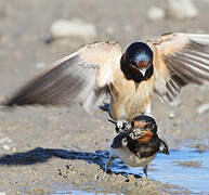 Barn Swallow