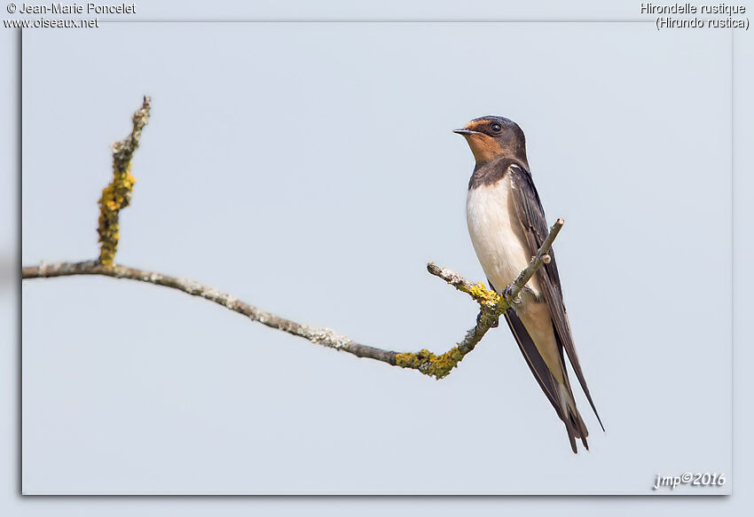 Barn Swallow