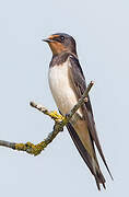 Barn Swallow