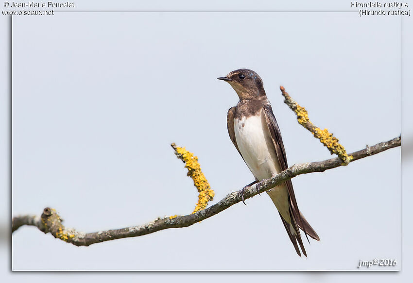 Barn Swallow