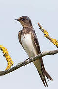 Barn Swallow