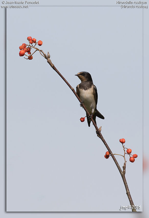 Barn Swallow