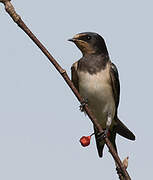 Barn Swallow