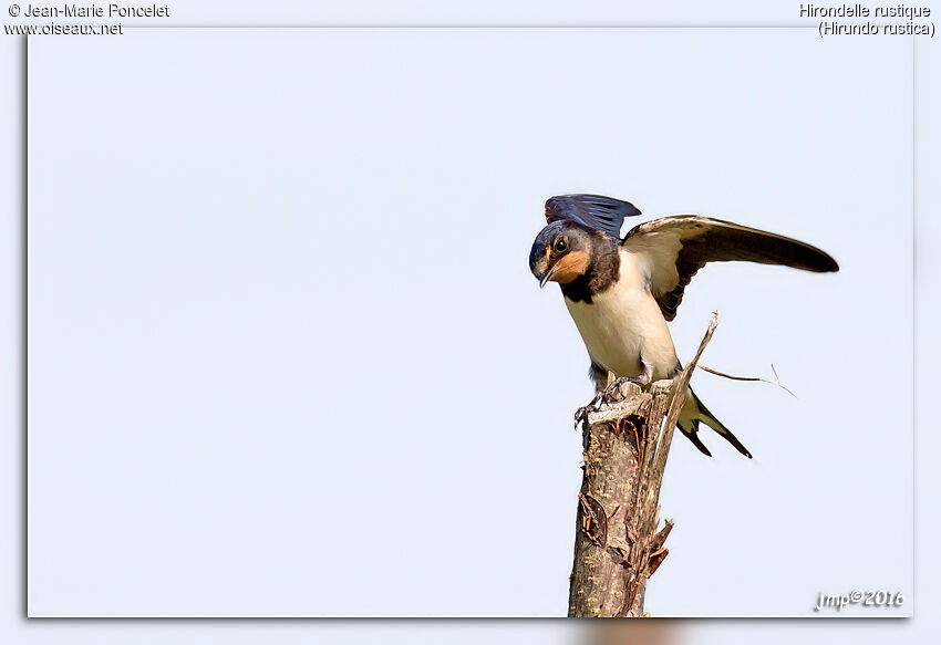 Barn Swallow