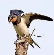 Barn Swallow