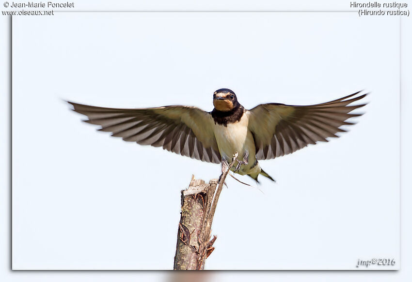 Barn Swallow