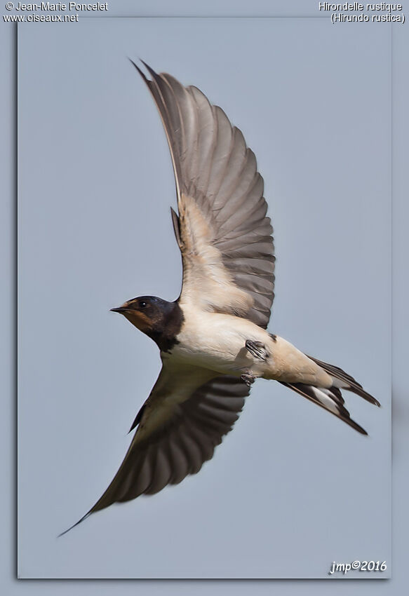 Barn Swallow