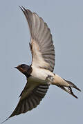 Barn Swallow