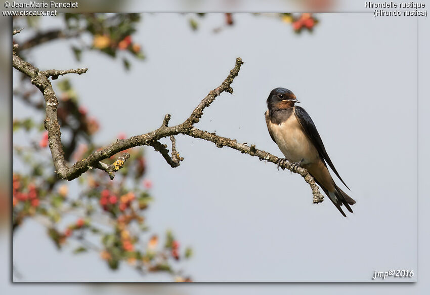 Barn Swallow