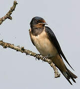 Barn Swallow