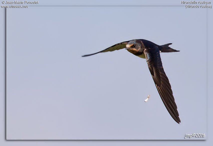 Barn Swallow