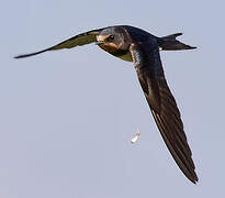 Barn Swallow