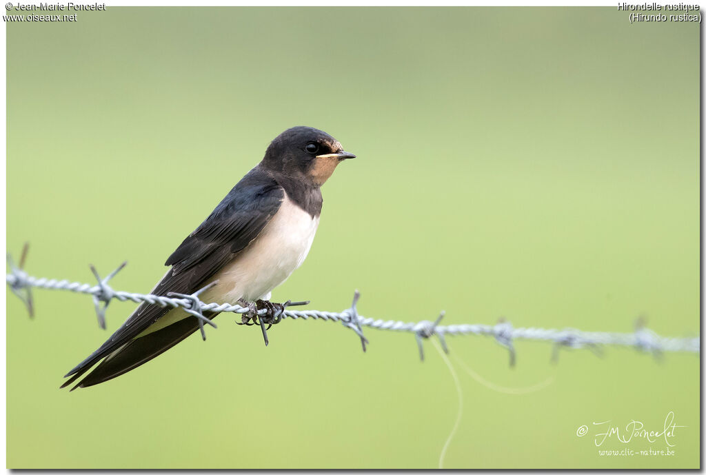 Barn Swallow