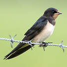 Hirondelle rustique
