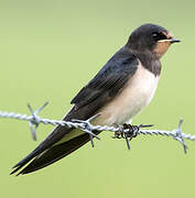 Barn Swallow