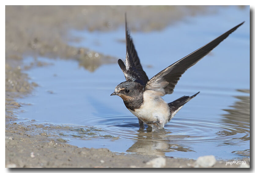 Barn Swallow