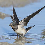 Barn Swallow