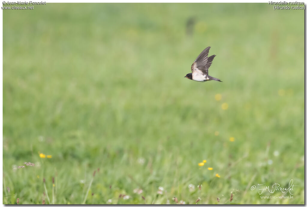 Barn Swallow