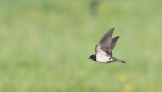 Barn Swallow