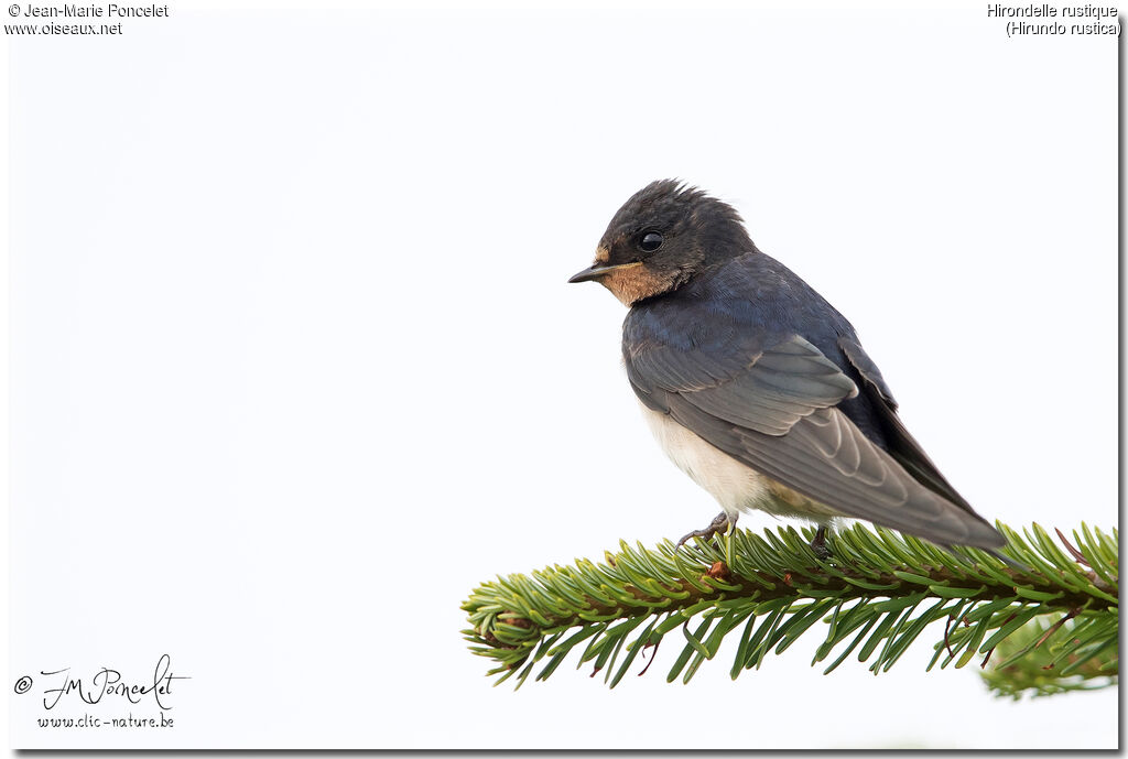 Barn Swallow