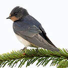 Hirondelle rustique