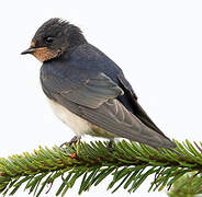 Barn Swallow