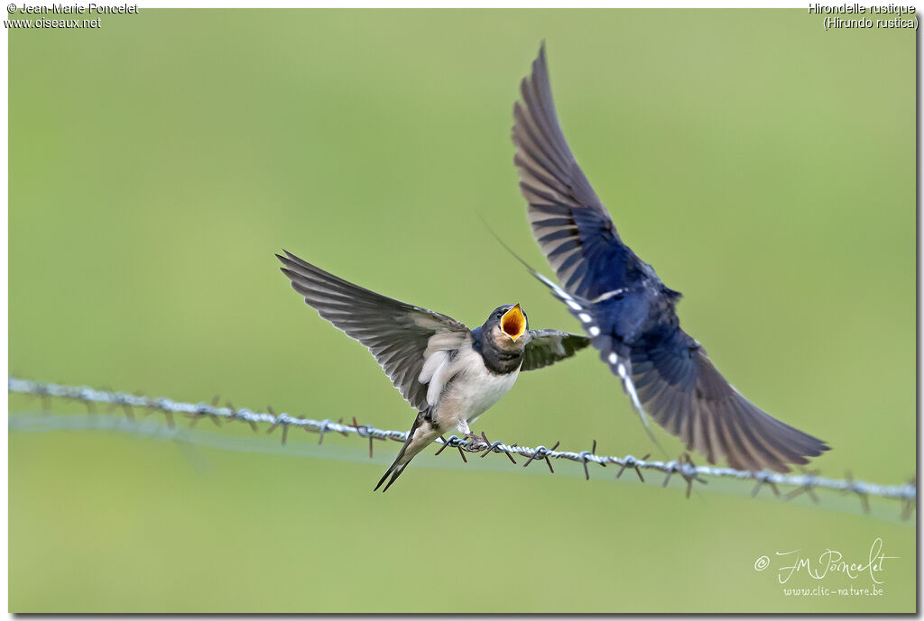 Barn Swallow