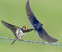 Barn Swallow