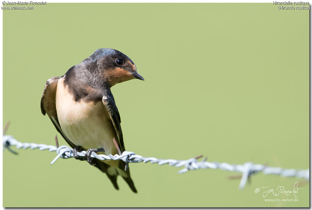 Barn Swallow