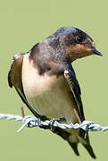 Barn Swallow