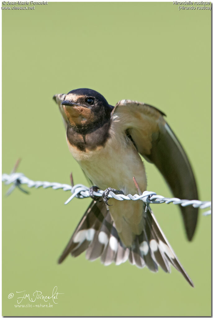 Barn Swallow