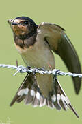 Barn Swallow