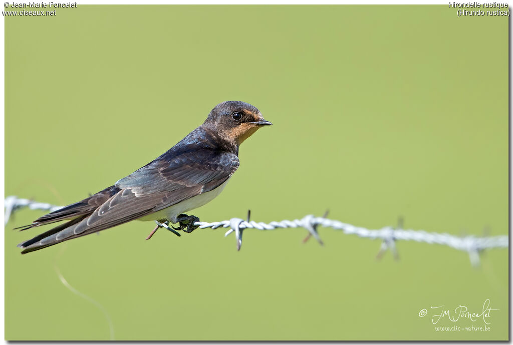 Barn Swallow