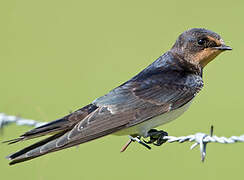 Barn Swallow