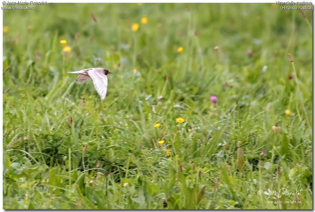 Barn Swallow