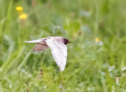 Barn Swallow