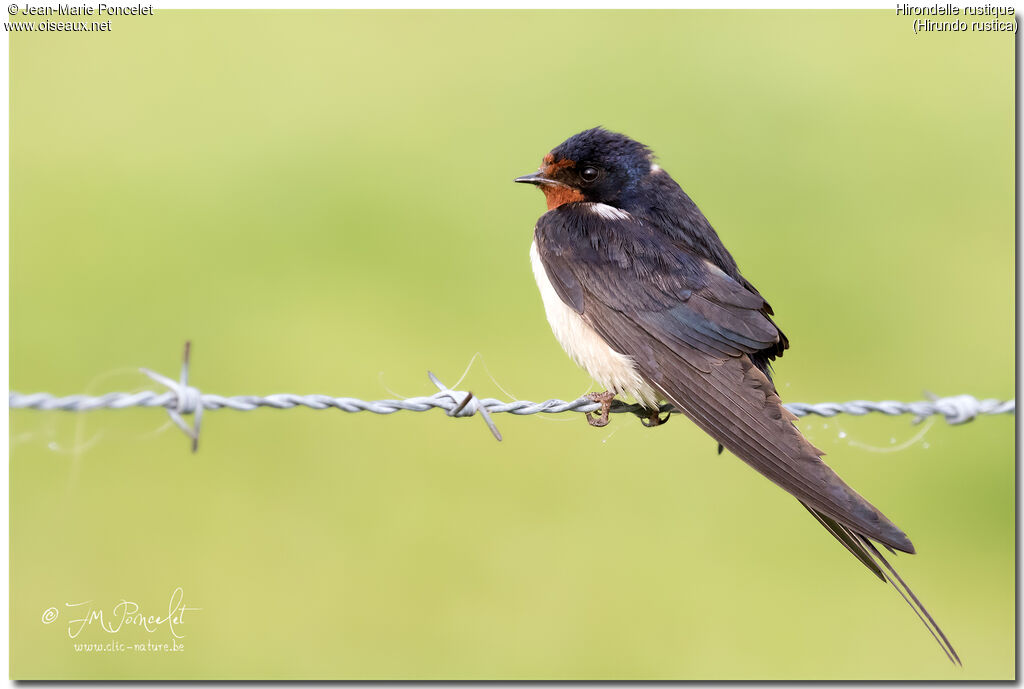 Hirondelle rustique