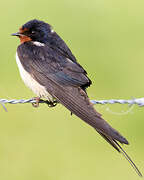 Barn Swallow