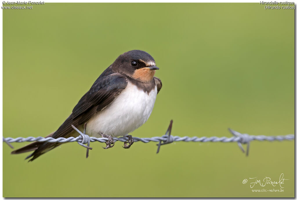 Barn Swallow